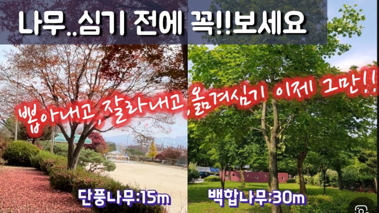 #나무심기#봄전정 참고해보세요