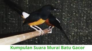 Suara Burung Murai Batu Malaysia