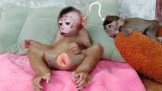 Monkey Dan Wondered What Libi Was Doing..
