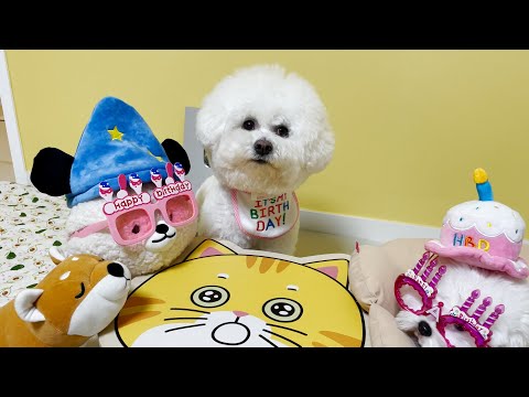 견생 처음으로 받아보는 환갑잔치 (8번째 생일 파티)