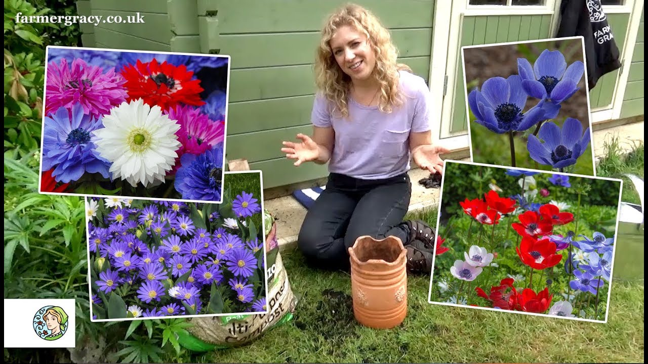 How to plant Anemones (bulbs/corms) - FarmerGracy.co.uk - thptnganamst.edu.vn