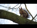 Squirrel in the park HD