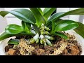 A treasure for orchids! Roots grow like crazy and flowers bloom year-round!