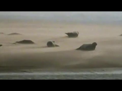 Braving the Storms | Winters Tale | BBC Earth