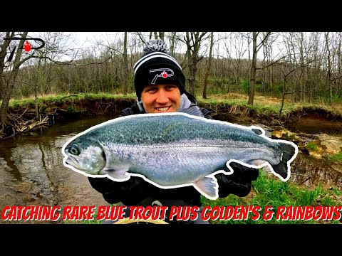 Fishing for Rare Blue Trout + Goldens & Rainbows