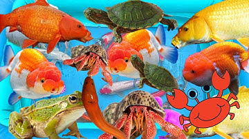 Bé gạo tv khám phá trong những chiếc cốc màu sắc, có con cá, con cua, con ốc, rùa con