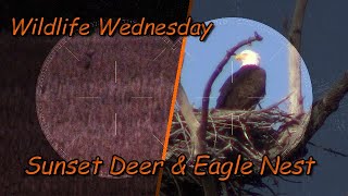 Wildlife Wednesday : Sunset Deer & Eagle Nest