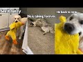 Human Washes Dogs Favorite Toy (Part 2)