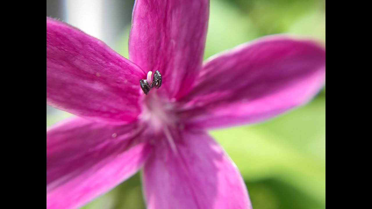 Cloth Clip Macro Lens for Apple iPhone 7 / iPhone 7 Plus Macrophotography Test Video