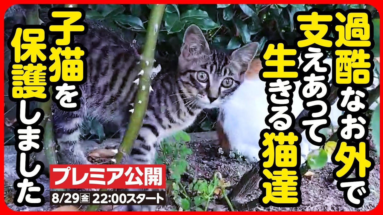 【子猫 保護】過酷なお外で生きることの難しさ...尊い命を守りたい