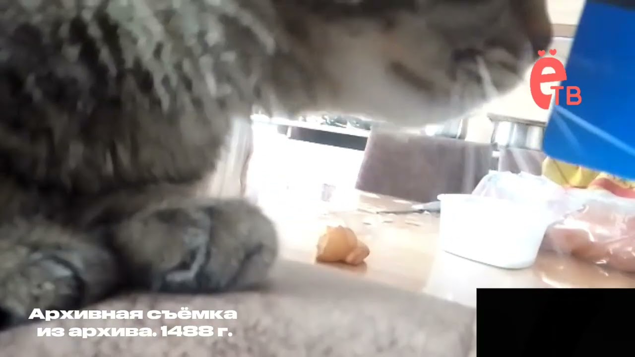 Отрывок эфира с канала ётв 20.11.2011 — репортаж про Стиншая Даклорти (СМОТРЕТЬ ВСЕМ)