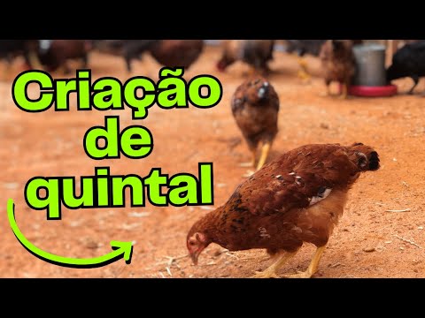 Vídeo: Dicas para criar galinhas de quintal