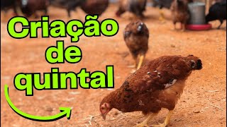 Criação De Galinha No Quintal Pequeno, Todas As Dicas Agrocriacao