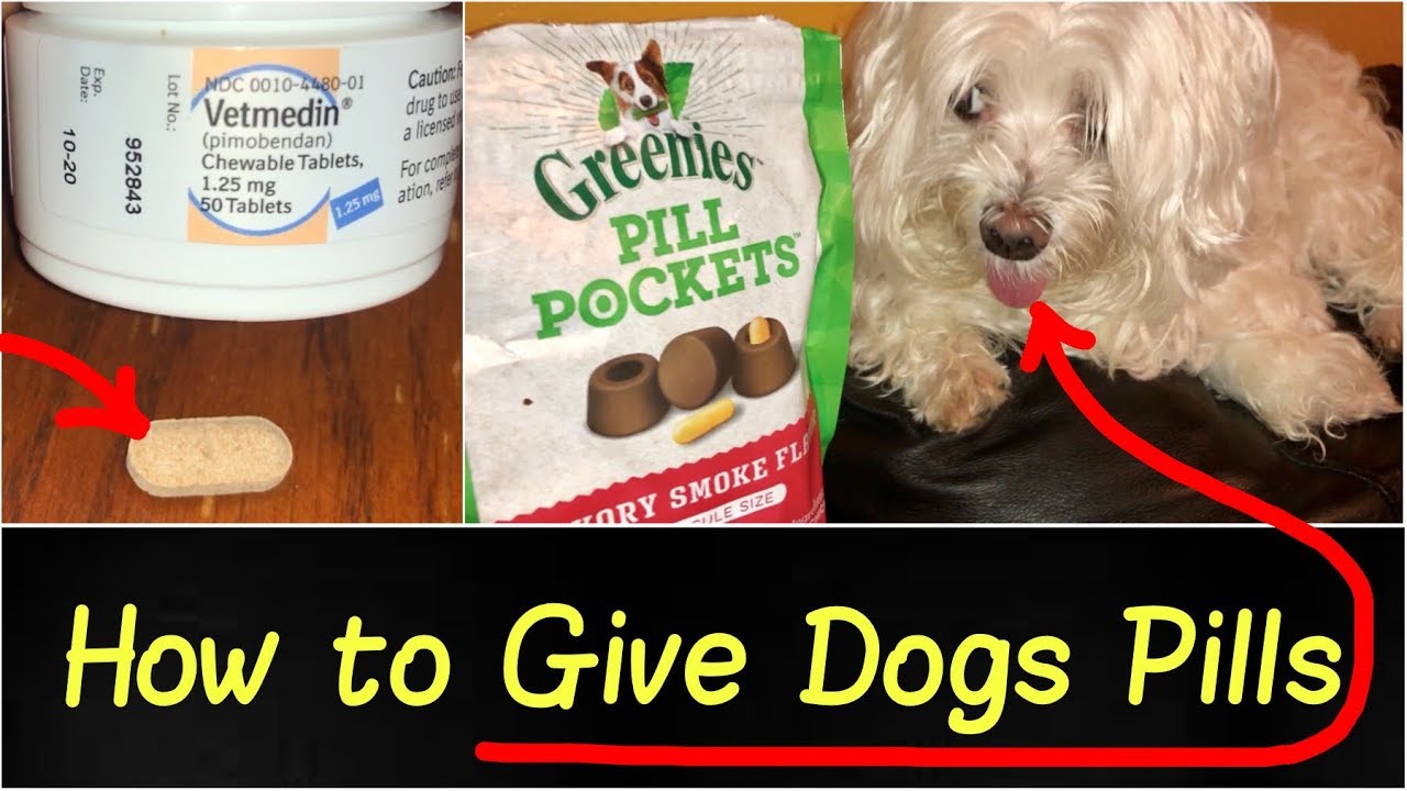 How to Give Your Dog Pill(s) the Easy Way Stubborn Dog Doesn't Want