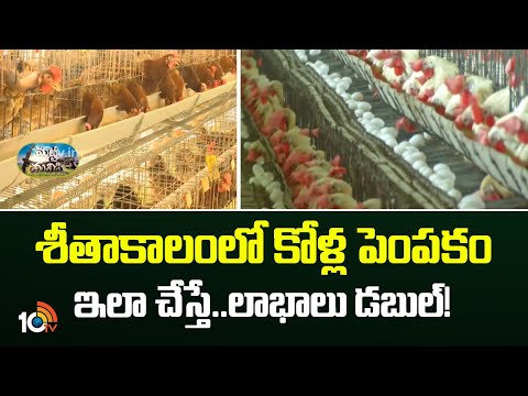 Hens Farming | శీతాకాలంలో కోళ్ల పెంపకం ఇలా చేస్తే..లాభాలు డబుల్! | Matti Manishi | 10TV News - 10TVNEWSTELUGU