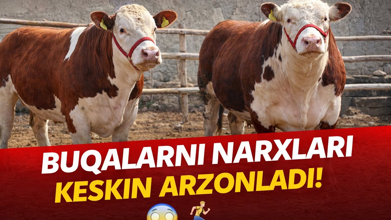 SHOK XABAR 🔥🔥BUQALARNI NARXLARI JUDAHAM ARZONLAB KETDI 😲😲