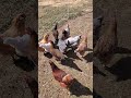 Chickens