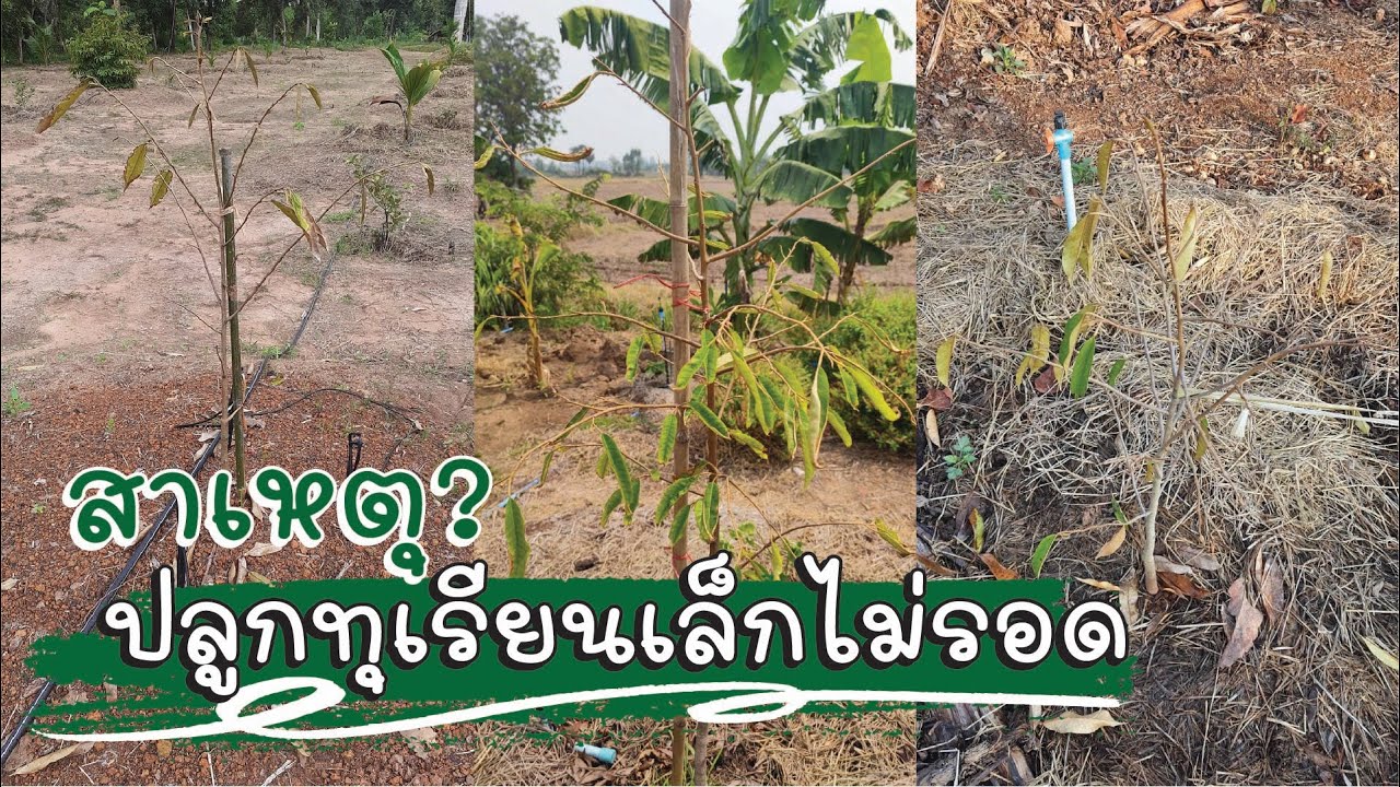 สาเหตุ❔ ปลูกทุเรียนเล็กไม่รอด
