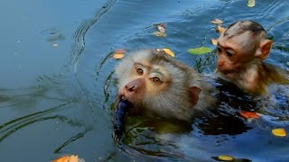 Cute monkey cli-ng behind mother swim-ming