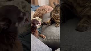 Chihuahua locos y graciosos  #viral #funny #pets #animals #perro #chihuahua #gracioso #tierno #meow
