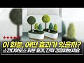 집에 두면 기분 좋아지는 화분! 스칸디아모스와 모스그린 비교 분석