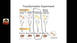 Bio 210 Ch16  The Molecular Basis of Inheritance PDF