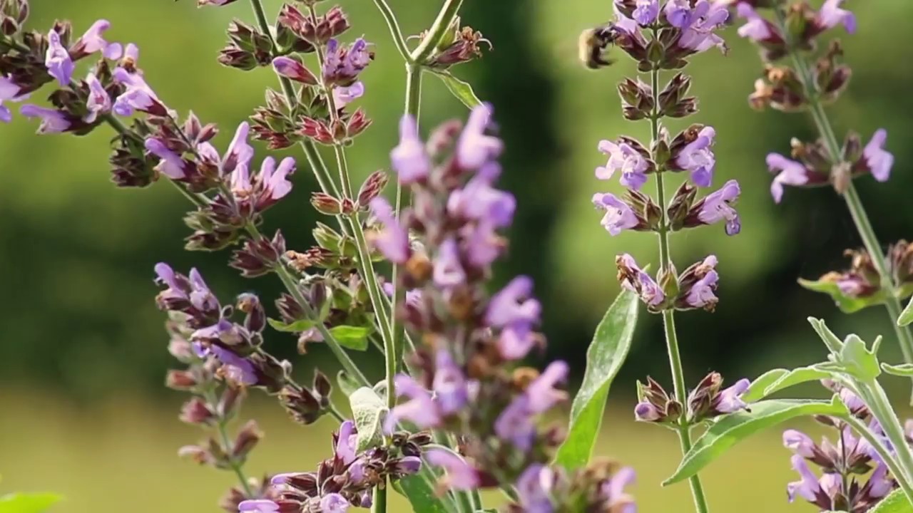 Wymondham Abbey compilation