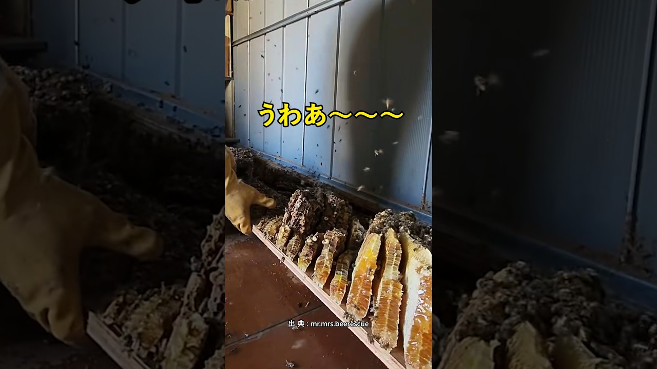 古い廃屋で思わぬ大収穫を得た男性
