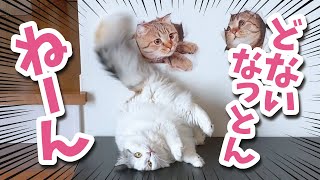 トリックアートを見た猫の反応が120点すぎました【おしゃべりする猫】