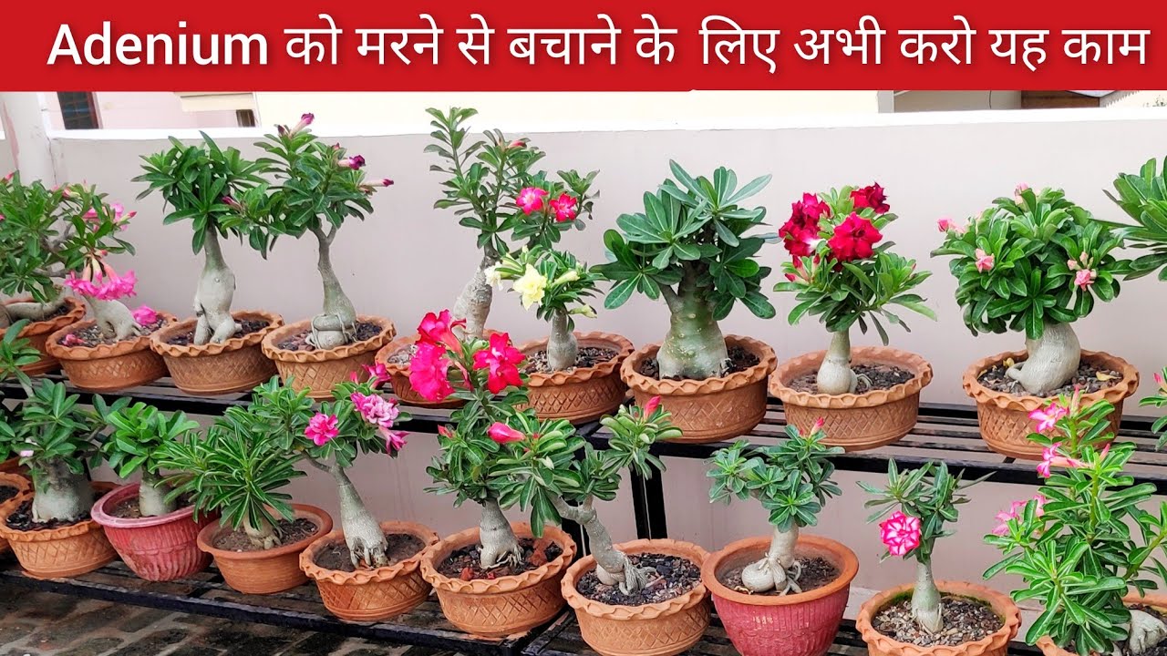 Adenium plant care, Adenium plant को मरने से कैसे बचाएं - YouTube