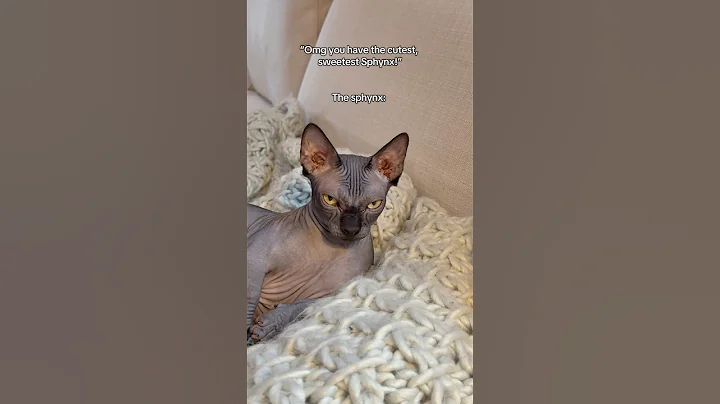 Watch the video about #sphynx #sphynxcat #catsoftiktok #cat #hairlesscat #lucillebald
