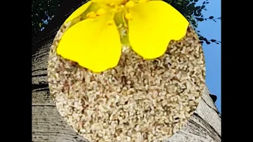 Met de camper van Druten naar Groessen