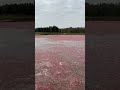 Uprawa żurawiny ❤️