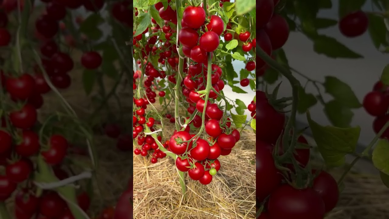 🤩 Удивительный низкорослый черри томат – Земледелец! 