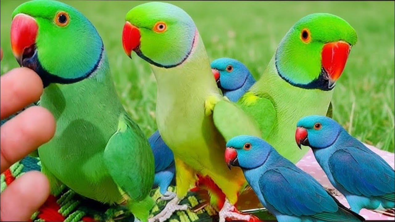 Talking Parrot video|American parrots video|Ringnek parrot video|