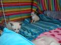 Snowshoe kittens playing の動画、YouTube動画。