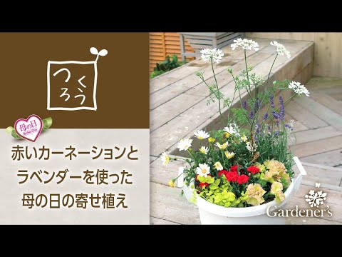 母の日の寄せ植え3分レシピ 赤いカーネーションとラベンダーを使った寄せ植え Youtube