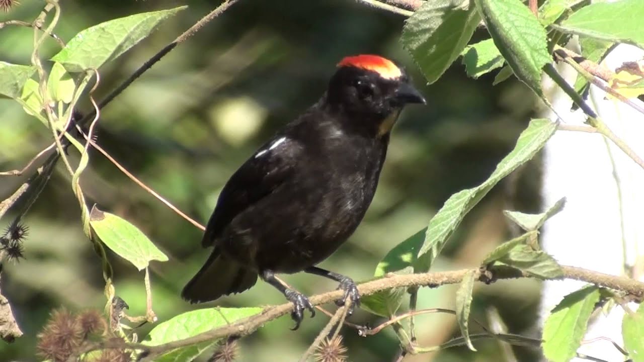 Flame crested Tanager 