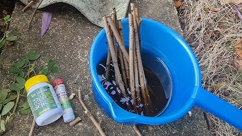 Cách giâm cành đào mới nhất 2024