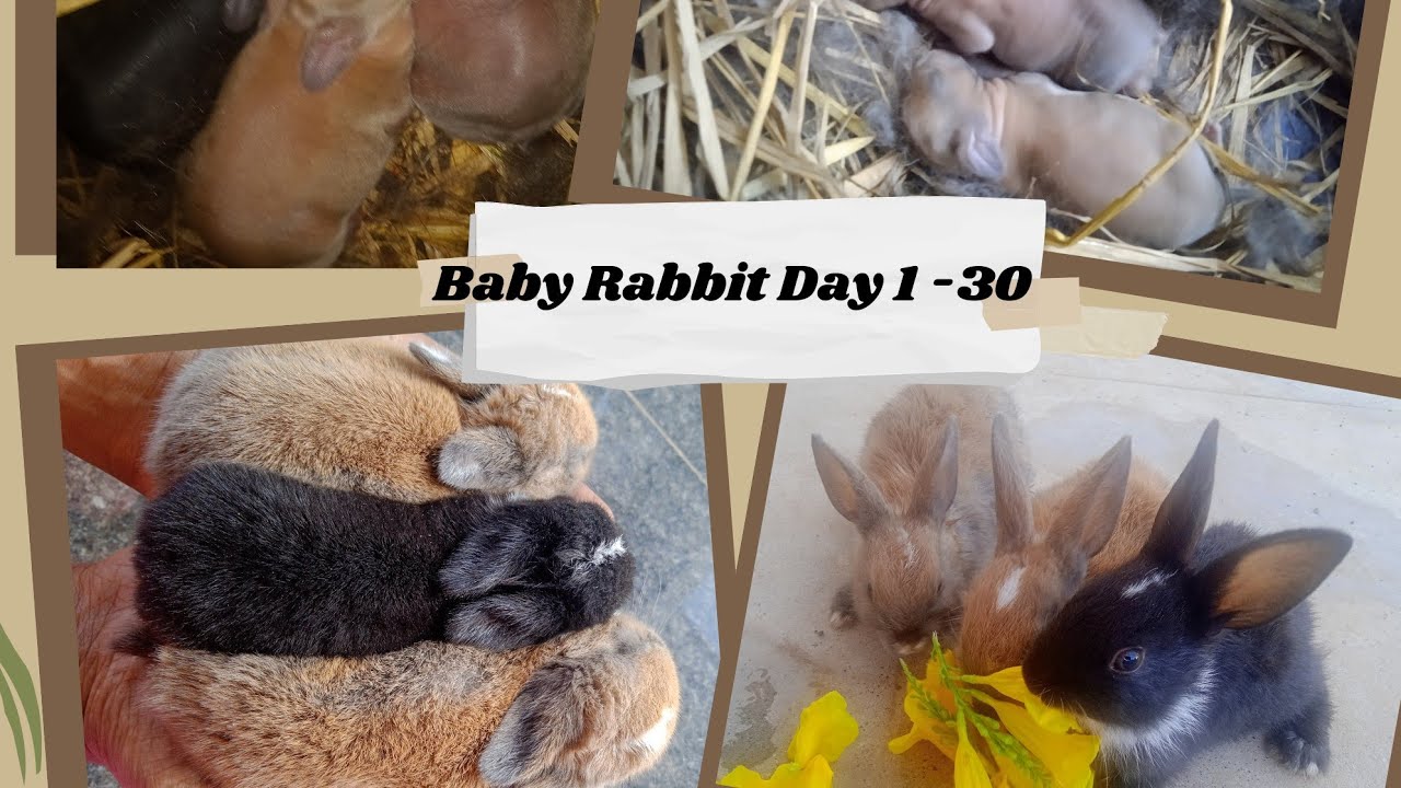 Day 1 - 30 | Baby Rabbits - YouTube