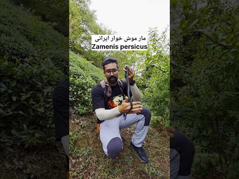اگر شمال رفتید این مار رو بشناسید
