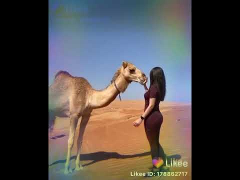 ام شرياان 