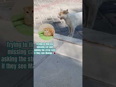 #adoptstrays #kitten #cute #catvideos #babyanimal #babycat #funny #kitty #missingcat #shorts