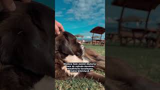 Yatağınızdaki Görünmez Güvenlik Timi 🐕🛡️
