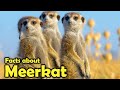 What is a meerkat   fascinating facts about meerkats