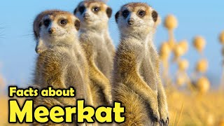 What is a Meerkat? -  Fascinating Facts about Meerkats!