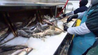 Fortune Fish Co hooks diners on seafood