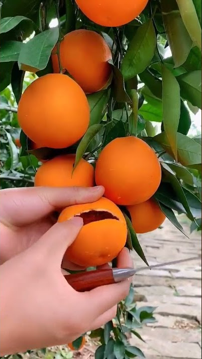 🍊🍊 How To Cut Orange From My Farm 🍊🍊| Fresh Fruit Cutting In My Farm