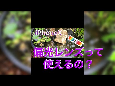 【ビオトープ】iPhoneXに偏光レンズを試してみた