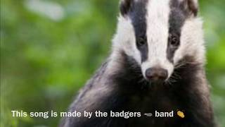 The Badger Song